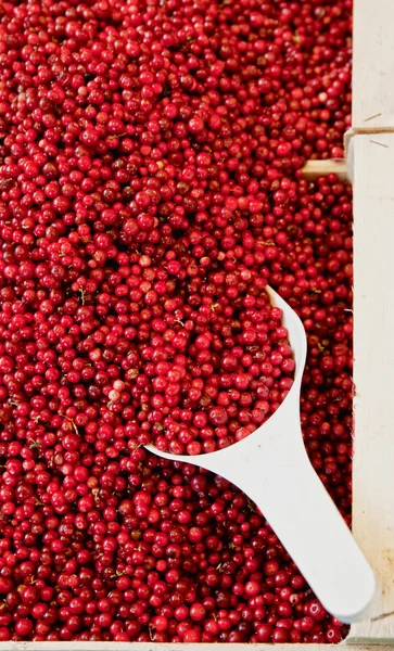 stock image Detail view of a Basket full with Cowberries