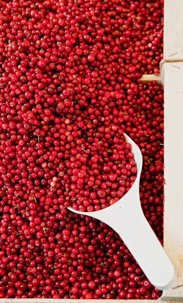Detail view of a Basket full with Cowberries