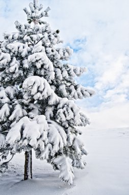 karlı çam ağacı