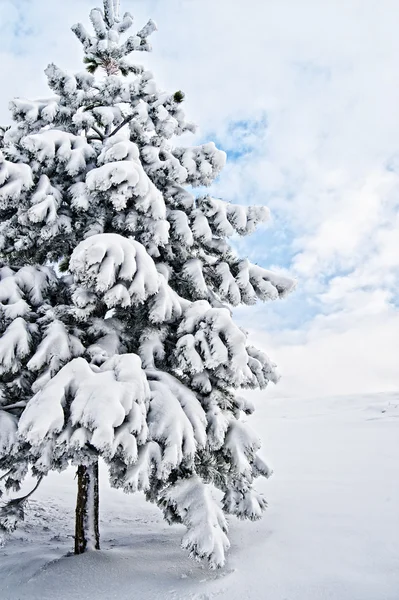 Karlı çam ağacı — Stok fotoğraf