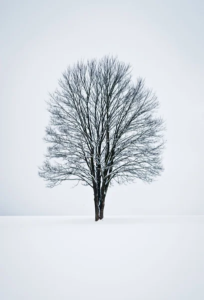 Klidné zimní scéna — Stock fotografie