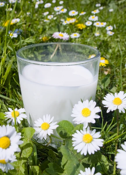 stock image Fresh Glass with Milk