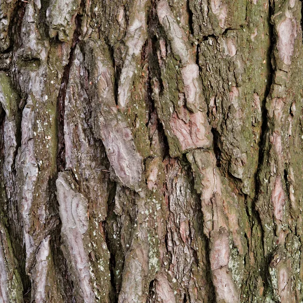 stock image Bark of Pine Tree