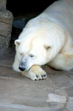 Cute Ice Bear make a Rest clipart