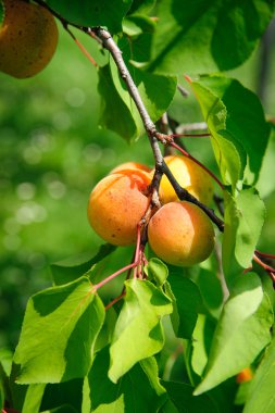 Branch with some ripe Apricots clipart