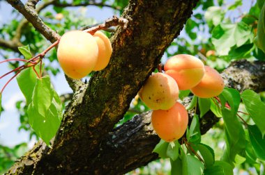 Kayısı ağacı dalı üzerine olgunlaşmış meyve ile