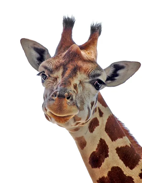 Girafa Bonito Fundo Branco — Fotografia de Stock
