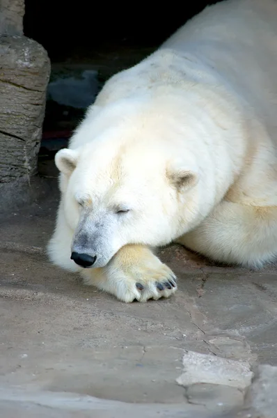 Urso Gelo Bonito Fazer Descanso — Fotografia de Stock