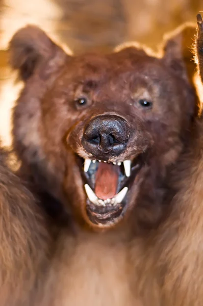 熊显示他的牙齿 — 图库照片