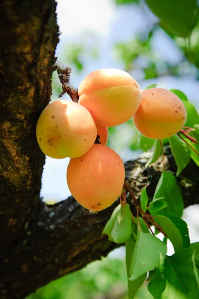 Bunch Ripe Apricots Tree — Stock Photo, Image
