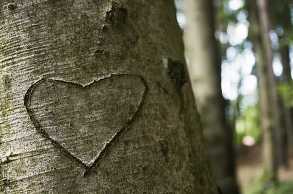 Amor tallado en un árbol — Foto de Stock