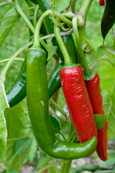 Röda och gröna chilipeppar — Stockfoto
