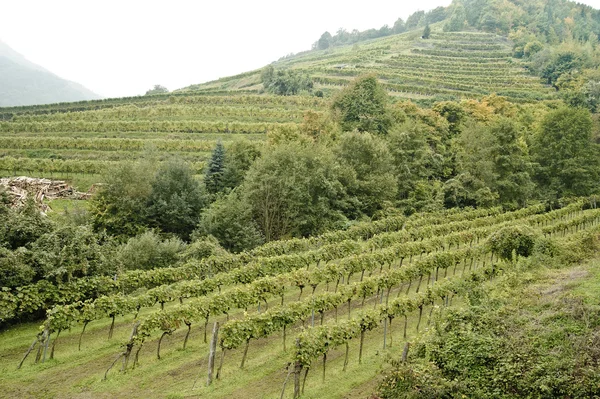 Wijngaard in wachau — Stockfoto