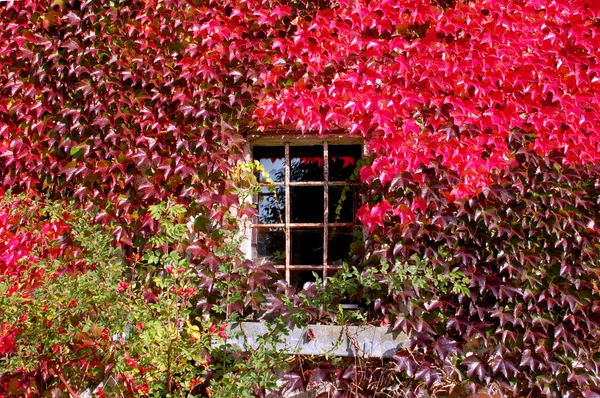 Вікно з осіннім відростком — стокове фото