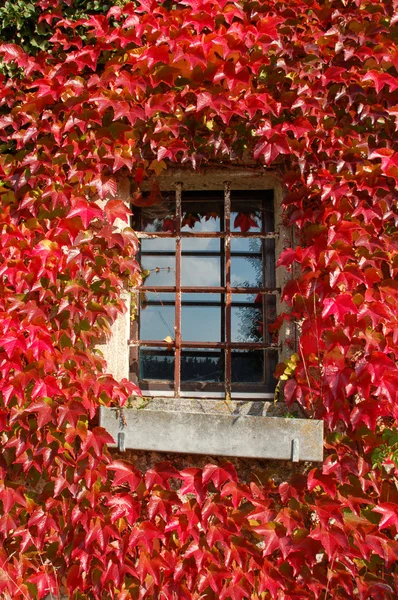Красная листва на доме — стоковое фото