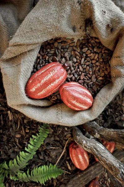 Kakaové boby a kakaa ovoce — Stock fotografie