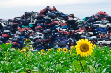 Sunflowers and Crushed Cars clipart