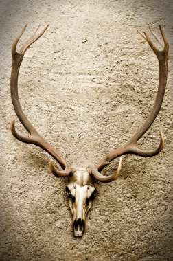 Deer's Skull on a Wall clipart