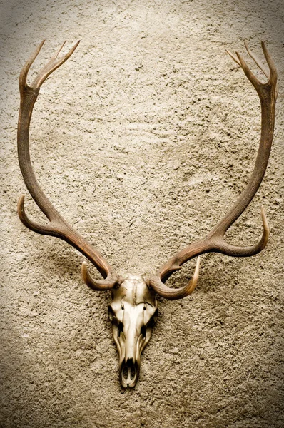 Cráneo de ciervo en una pared — Foto de Stock