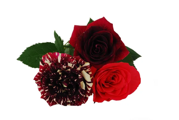 Drei Verschiedene Rot Getönte Rosen Auf Weißem Hintergrund lizenzfreie Stockbilder