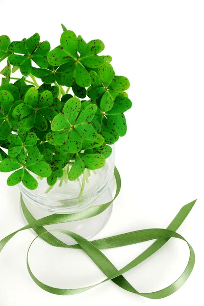 stock image Closeup of bouquet of false shamrock (oxalis) with green ribbon on white background