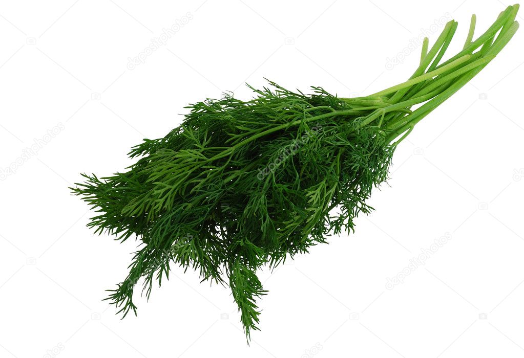 Green fresh dill isolated on white
