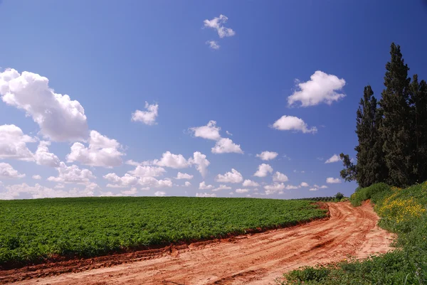 stock image Dirt road in green fields under blue sky