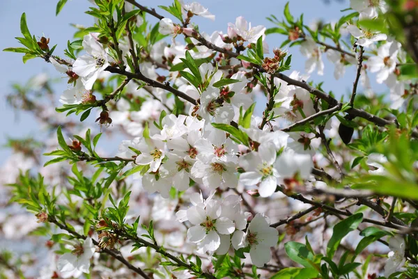 Våren blossom Royaltyfria Stockbilder