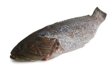 Scaled grouper fish clipart