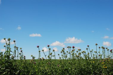 Thistle on green field over blue sky clipart