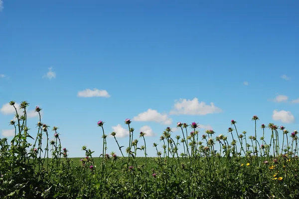 stock image Thistle on green field over blue sky