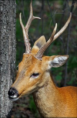 Deer, head, front clipart