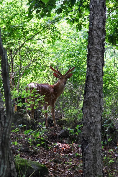 stock image Deer, stag, forest, nature, male