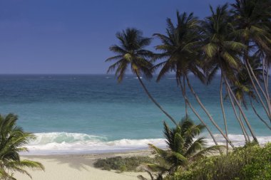 Palm trees tower above a Caribbean beach clipart