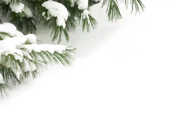 Detail Sněhem Pokryta Jehličí Rámování Horní Roh Obrázku Dostatek Prostoru — Stock fotografie
