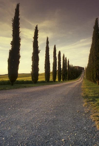 stock image Cypress line Tuscan Driveway