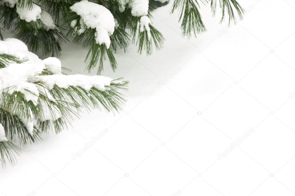 Close-up of snow covered pine needles framing the top corner of the image. Plenty of space to add text or other imagery or can be used as a template for slides.