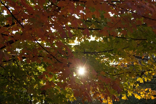 Sonnenlicht Bricht Durch Das Herbstlaub Wald Stockfoto