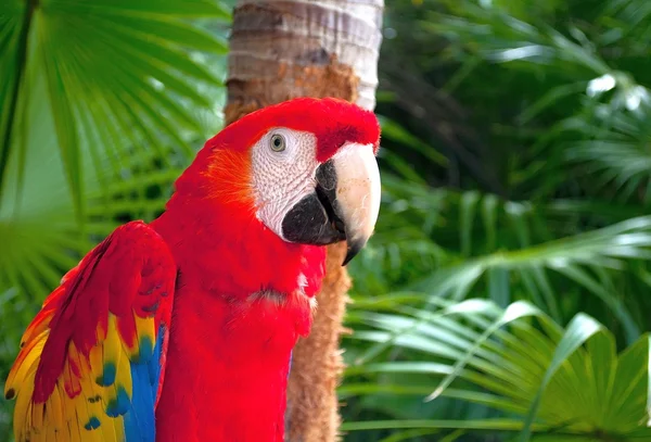 Röd papegoja — Stockfoto