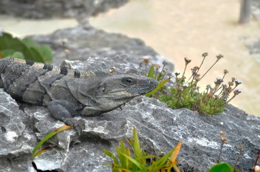 Iguana