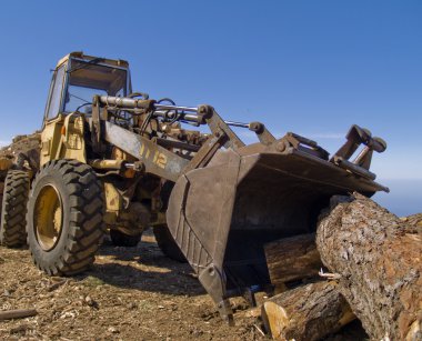 Buldoser picking pine logs clipart