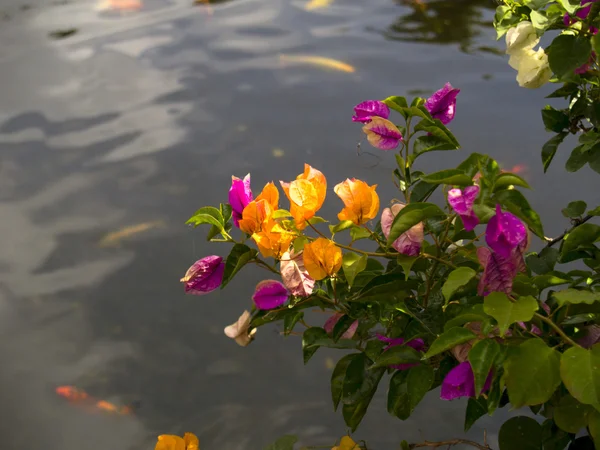 Bougainvillea Flowering Water — Stock Photo, Image