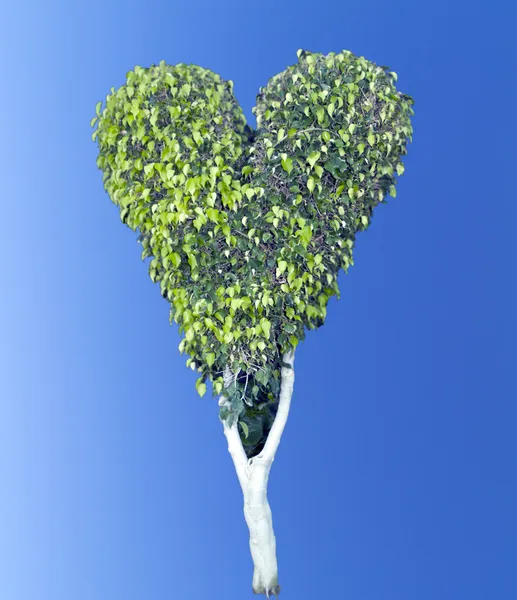 Árvore Coração Sobre Céu Azul — Fotografia de Stock