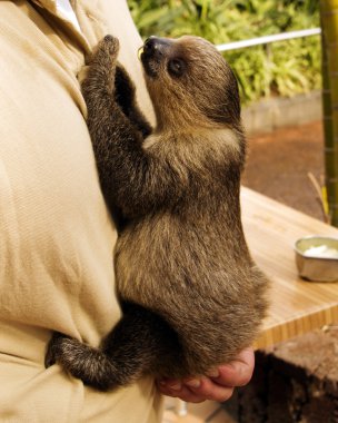 Little baby sloth (Bradypodidae) hanging clipart