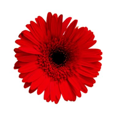 Kızıl kırmızı gerbera