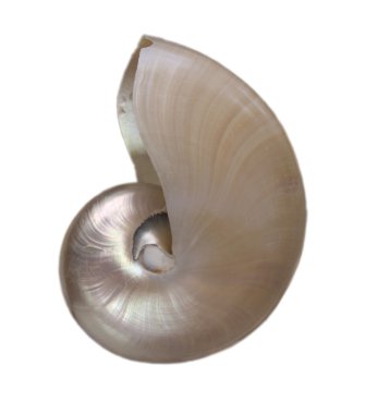 Nautilius shell pearlescent clipart