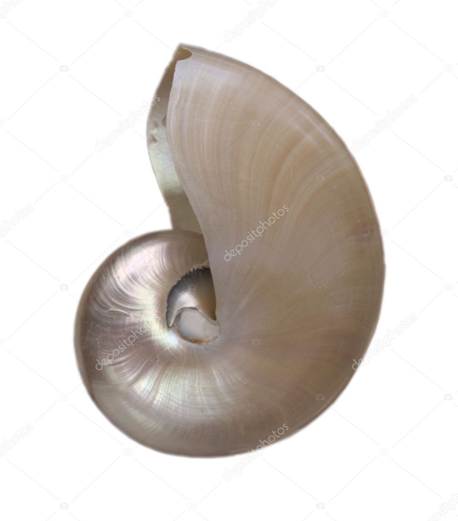 Nautilius shell pearlescent