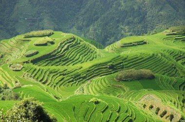 Sunshine on Rice Terraces clipart