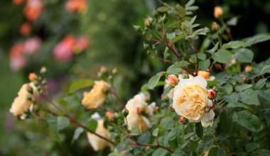 Tea rose on a bush horizon clipart