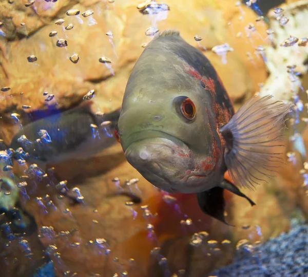 stock image Fish in an aquarium with bubbles. Close-up, square orientation